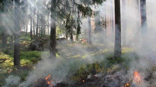 Россиян, имеющих земли у леса, обязали отвечать за пожарную безопасность леса